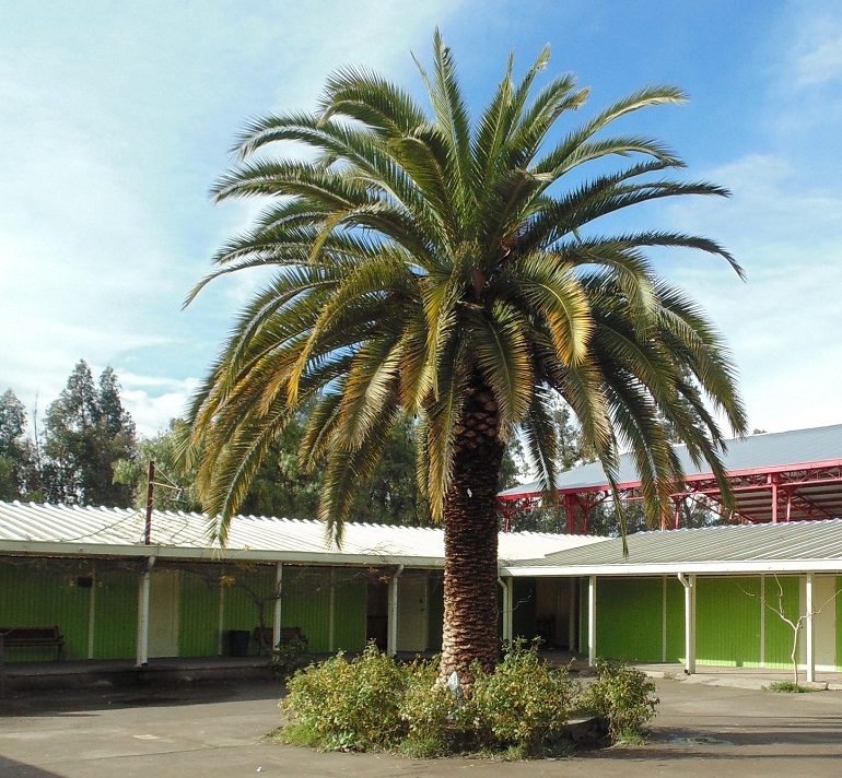 Escuela Santa Rosa