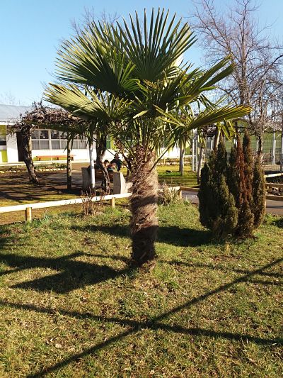 Escuela San Antonio De Frutillares