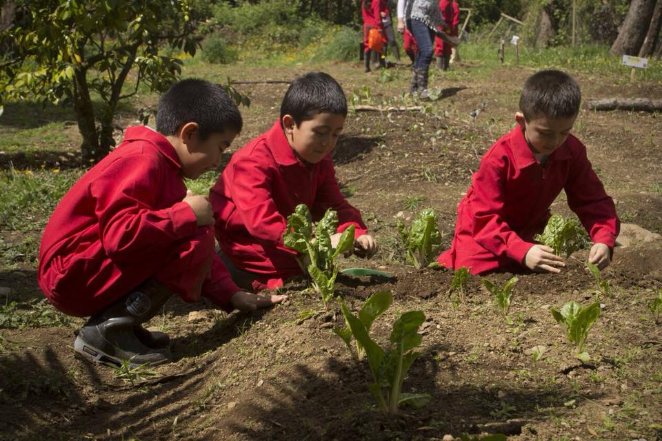 Escuela Agroecologica Pichil